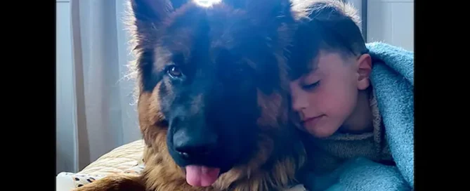 Know When To Clean Your German Shepherd’s Ears For Better Health Today