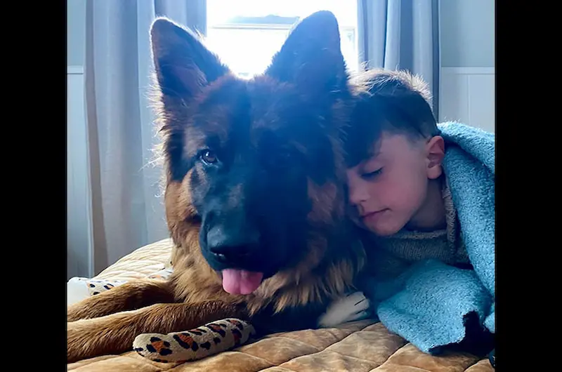 Know When To Clean Your German Shepherd’s Ears For Better Health Today
