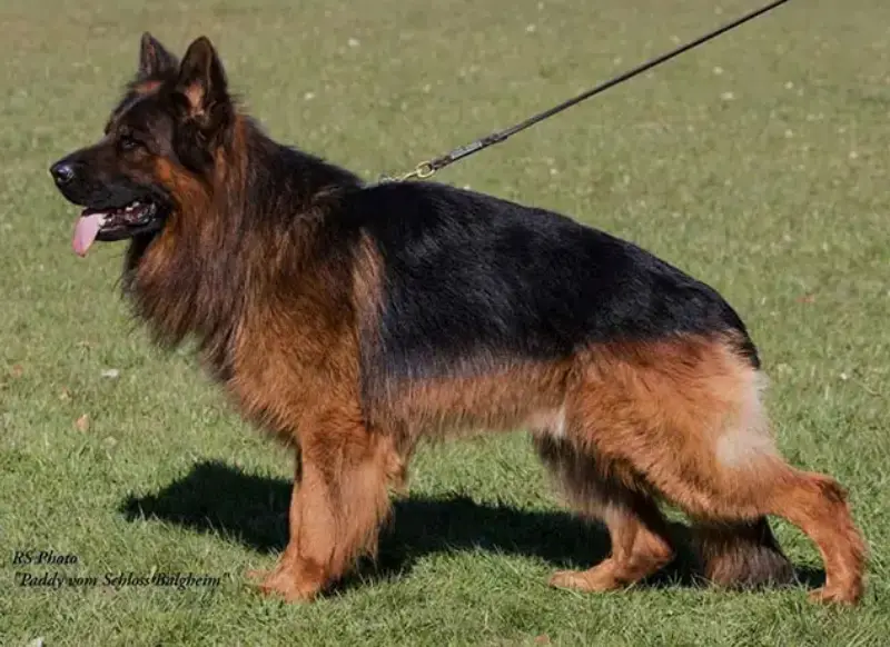 mittelwest-adult-male-for-sale-v1-paddy-vom-schloss-balgheim-igp3-kkl