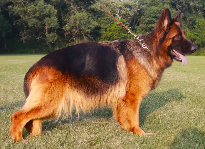 Mittelwest Breeding Female Sunny vom Mittelwest IGP1 Long Coat