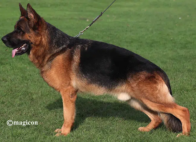 mittelwest-champion-stud-woody-von-der-zenteiche-660×480-2