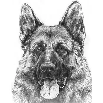 about-mittelwest-german-shepherds-in-wonder-lake-illinois