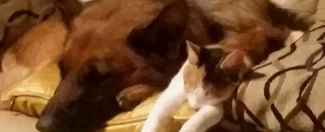 Can German Shepherds & Cats Live Together? Facts First