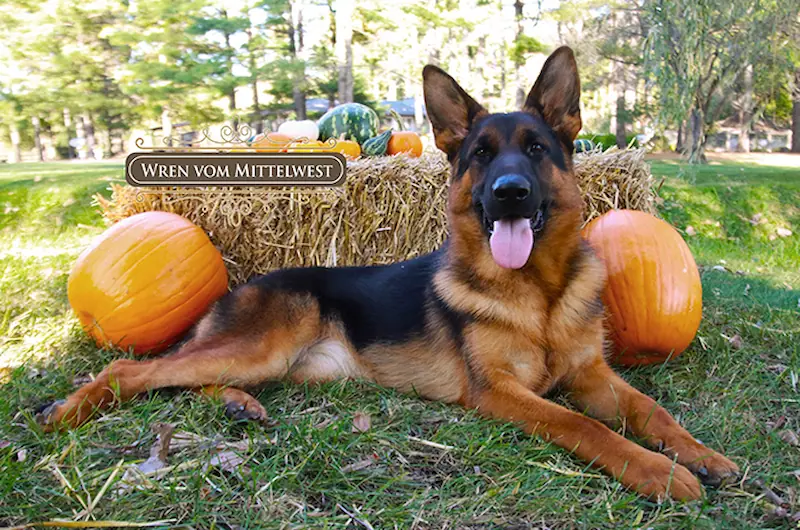 Find Out Why Your German Shepherd Won’t Eat & What To Do 