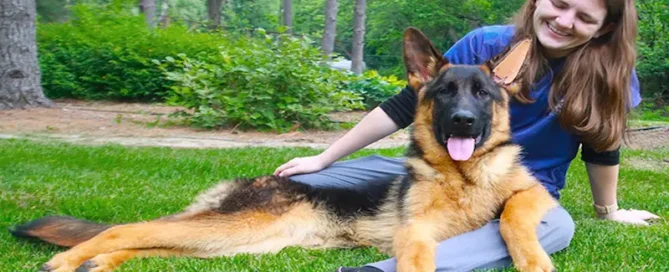 Help Your Itchy German Shepherd Feel Better Safely