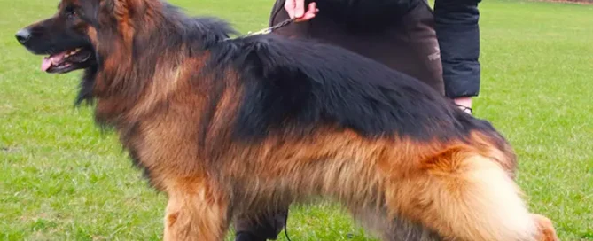 Is It Time To Take Your German Shepherd To The Groomer?