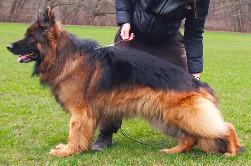 Is It Time To Take Your German Shepherd To The Groomer?