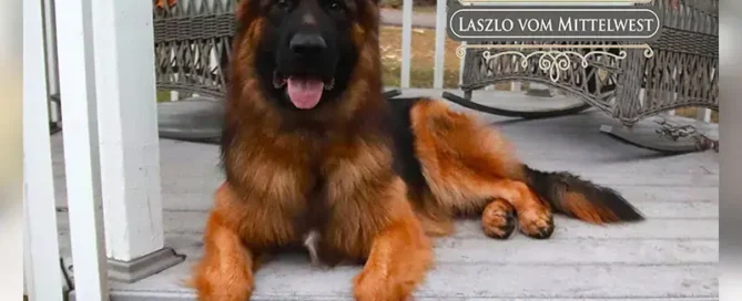 Keep Your German Shepherd’s Coat Healthy With Proper Care