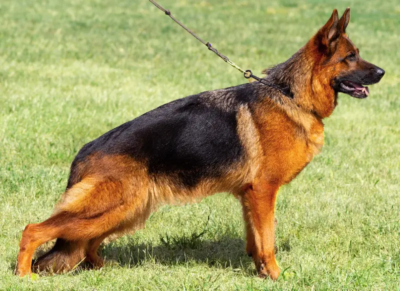 mittelwest-breeding-female-v1-hottie-vom-mittelwest-igp2-kkl