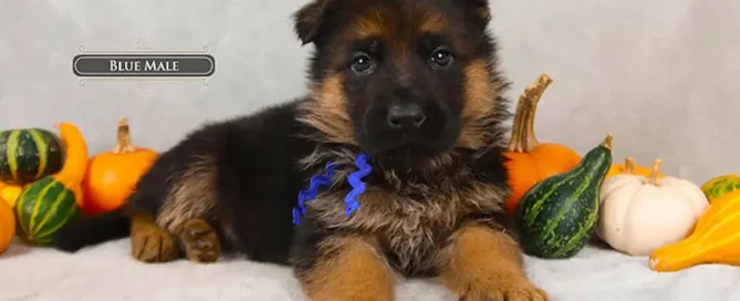 My German Shepherd Won’t Eat. Should I Be Worried?
