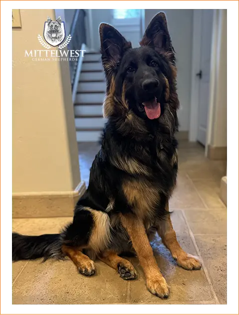 visit-the-american-kennel-clubs-breeder-of-merit-program