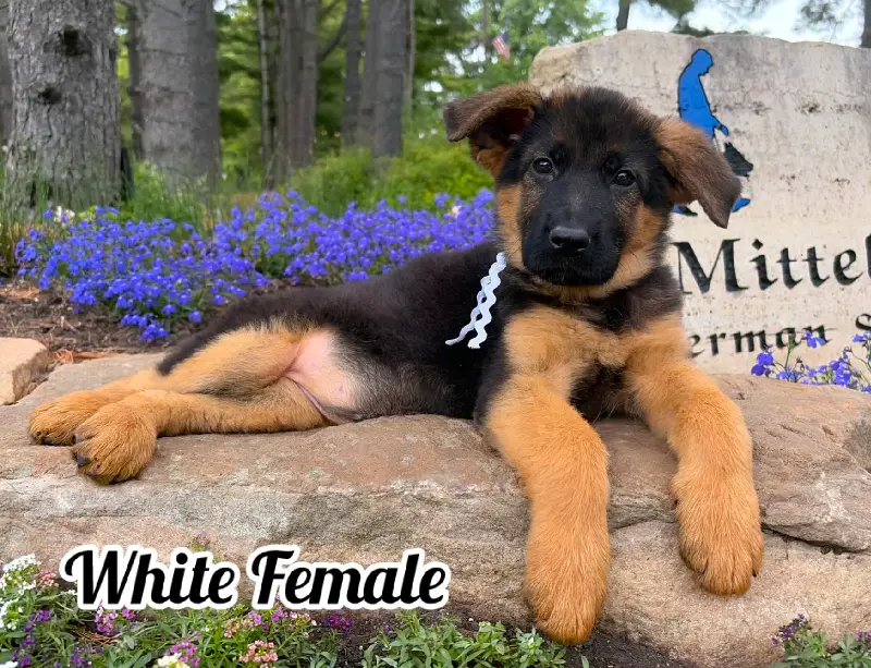 woody-x-elsa-10-weeks-white-collar-female