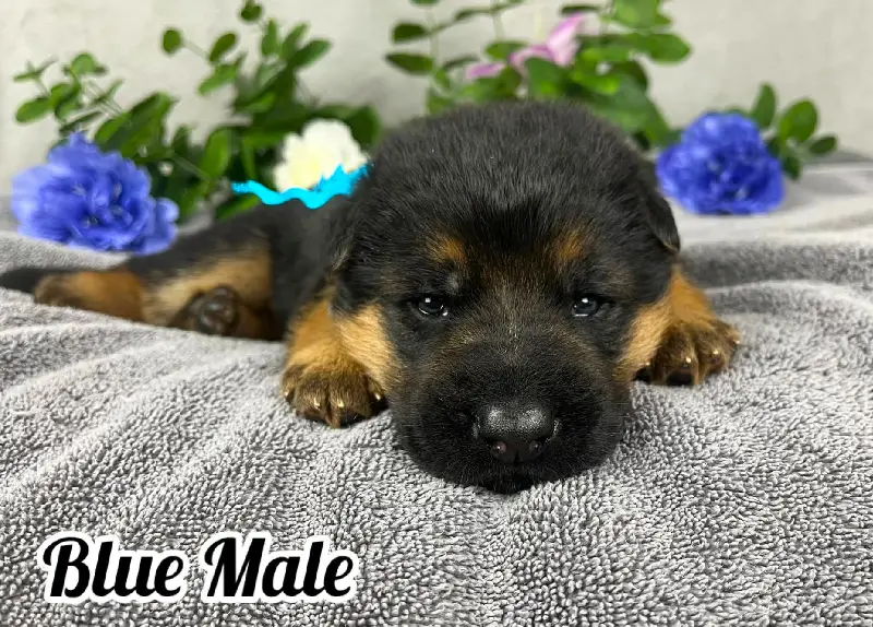 woody-x-piper-2-weeks-blue-collar-male-german-shepherd-puppy