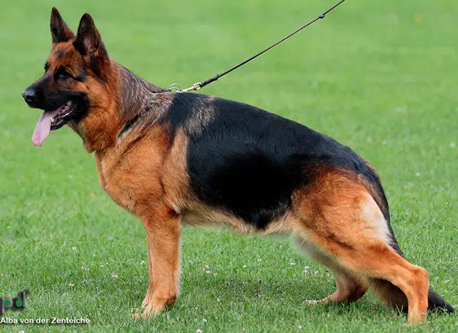 The Highly Awarded Alba von der Zenteiche of Mittelwest German Shepherds