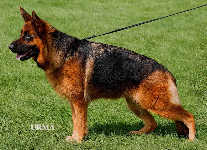 The Highly Awarded Gracie vom Mittelwest of Mittelwest German Shepherds