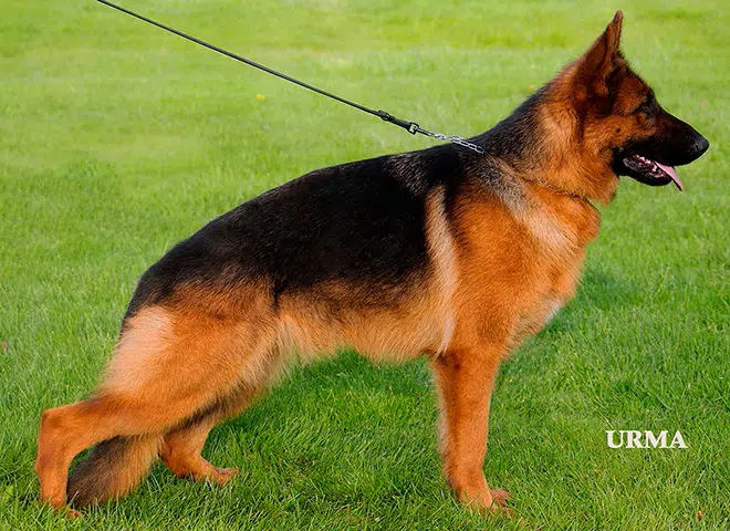The Highly Awarded Maggie vom Mittelwest of Mittelwest German Shepherds