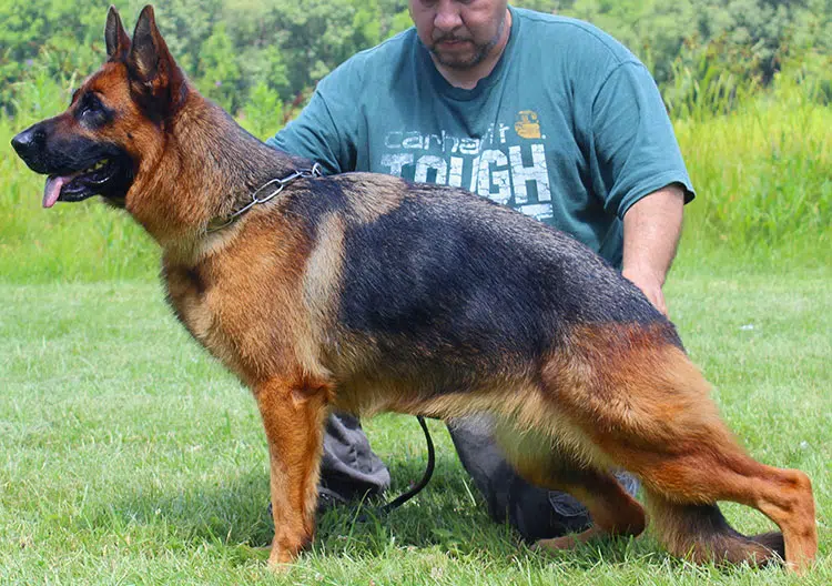 The Highly Awarded Vanna vom Mittelwest Of Mittelwest German Shepherds