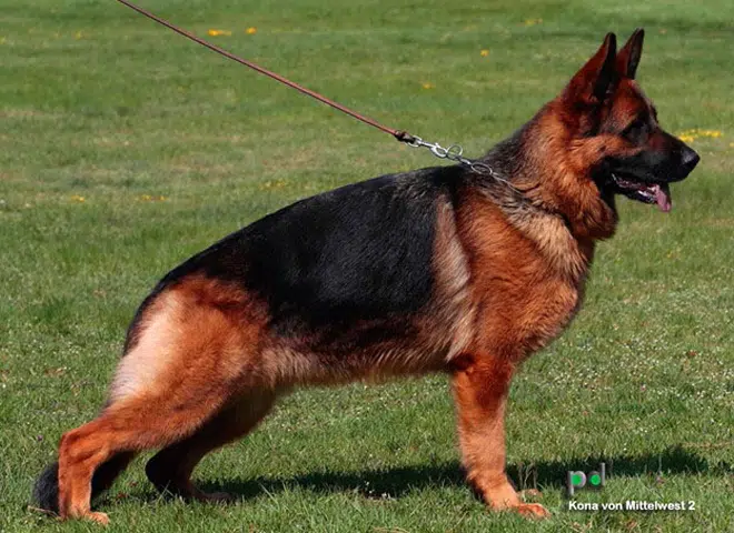 The Highly Awarded Kona vom Mittelwest II of Mittelwest German Shepherds