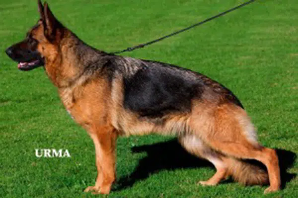 breeding-female-meika-vom-mittelwest-1