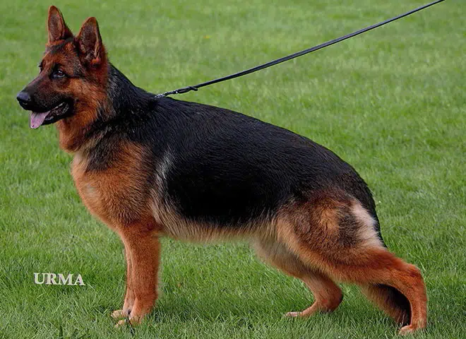 The Highly Awarded Chi Chi vom Mittelwest of Mittelwest German Shepherds