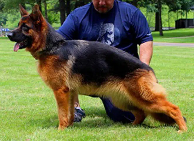 The Highly Awarded Nashville vom Mittelwest of Mittelwest German Shepherds