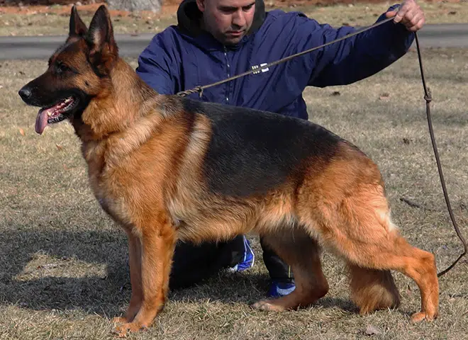 The Highly Awarded Twitter vom Mittelwest of Mittelwest German Shepherds