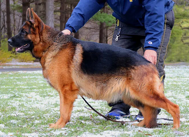 The Highly Awarded Lizzy vom Mittelwest of Mittelwest German Shepherds