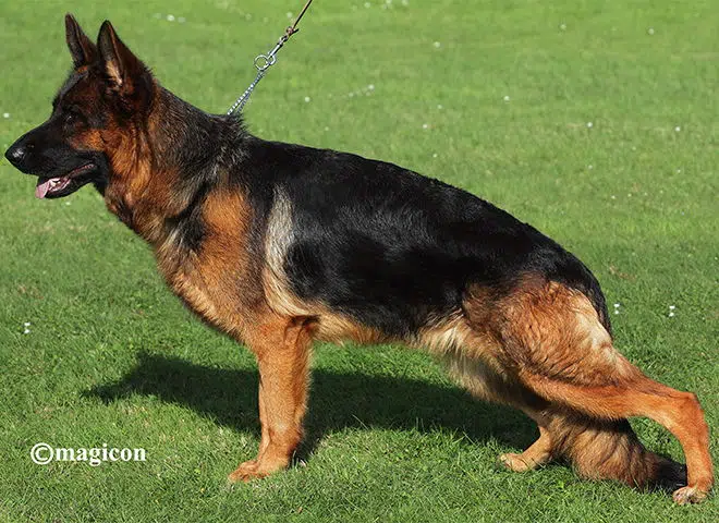 The Highly Awarded Rookie vom Mittelwest of Mittelwest German Shepherds