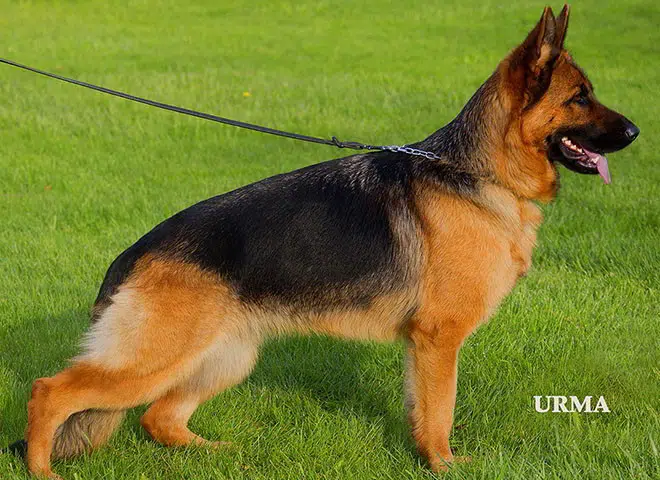 The Highly Awarded Zuma vom Mittelwest of Mittelwest German Shepherds