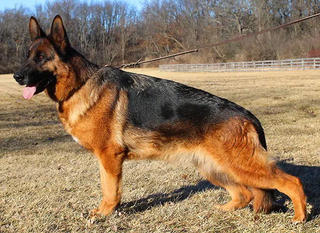 The Highly Awarded Vespa vom Mittelwest of Mittelwest German Shepherds
