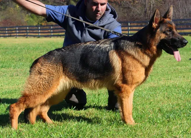 The Highly Awarded Emma vom Mittelwest II of Mittelwest German Shepherds