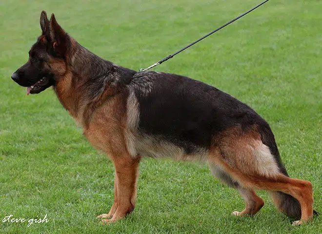 The Highly Awarded Holly vom Mittelwest of Mittelwest German Shepherds