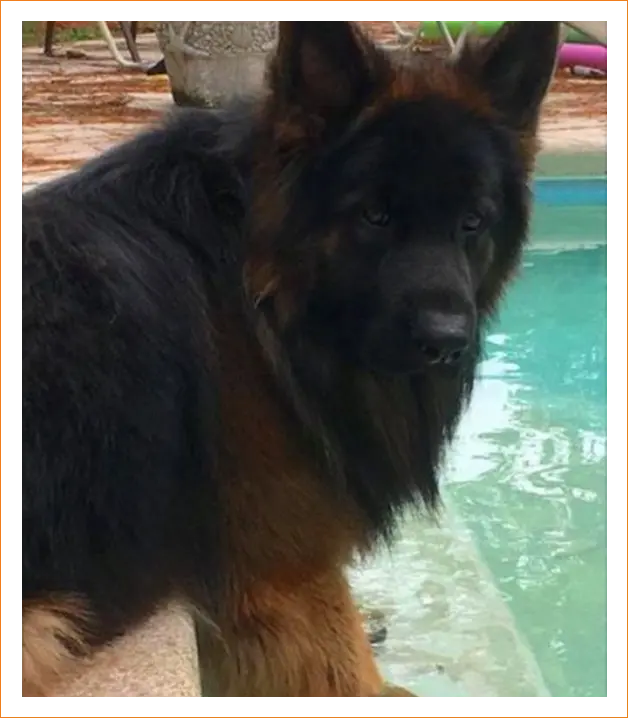 marco-rocco