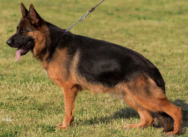 The Highly Awarded Xaska vom Mittelwest of Mittelwest German Shepherds