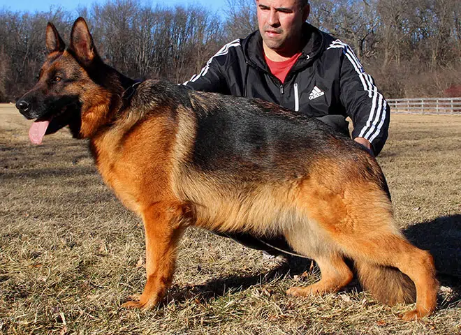 The Highly Awarded Marta vom Mittelwest of Mittelwest German Shepherds