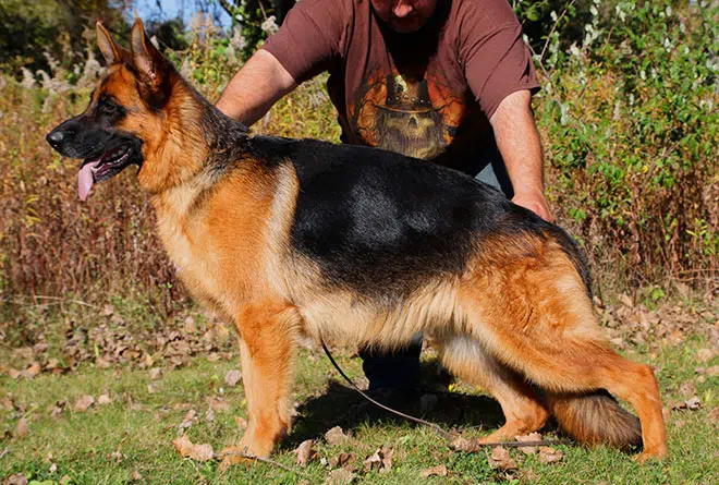 The Highly Awarded Nike vom Mittelwest II of Mittelwest German Shepherds