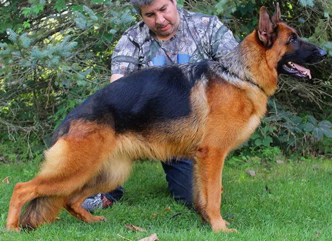 mittelwest-adult-female-german-shepherd-for-sale-apple-vom-mittelwest