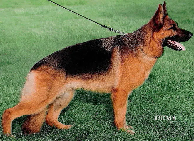 The Highly Awarded Envy vom Mittelwest of Mittelwest German Shepherds