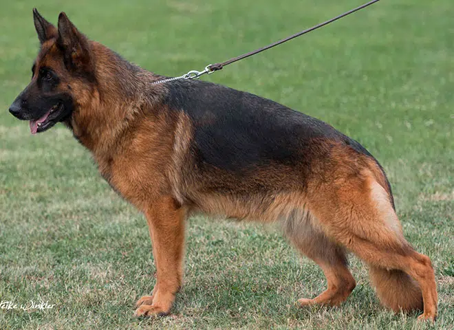 The Highly Awarded V Ohio vom Mittelwest of Mittelwest German Shepherds