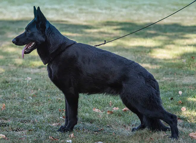 The Highly Awarded Escada vom Schwarzen Baghiro of Mittelwest German Shepherds
