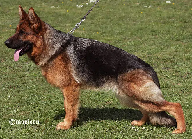 The Highly Awarded Daenerys vom Mittelwest of Mittelwest German Shepherds