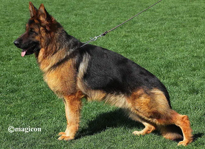The Highly Awarded Dory vom Mittelwest of Mittelwest German Shepherds