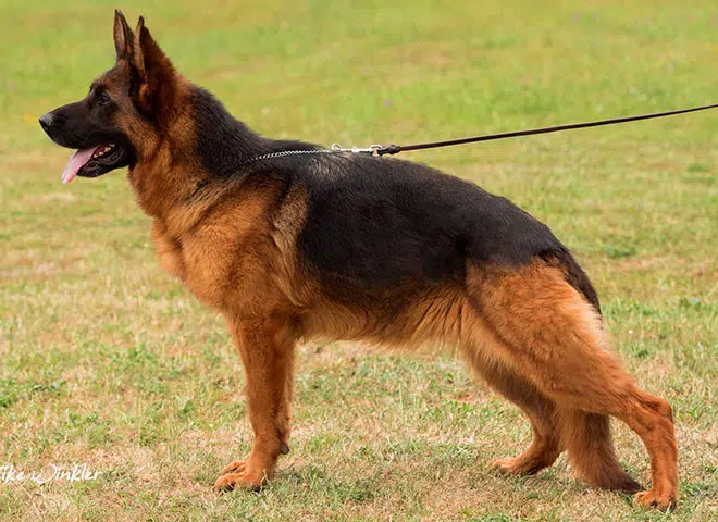 The Highly Awarded Gilly vom Mittelwest of Mittelwest German Shepherds