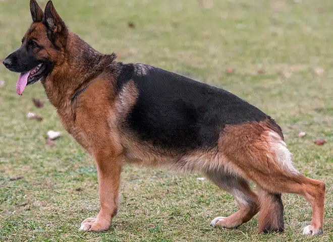 The Highly Awarded Laney vom Mittelwest of Mittelwest German Shepherds