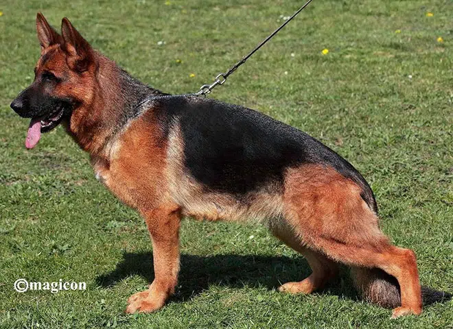 The Highly Awarded V Ophelia vom Mittelwest of Mittelwest German Shepherds