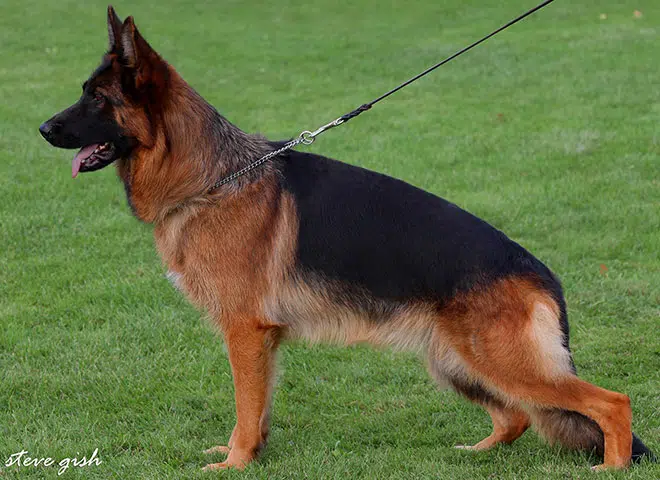 The Highly Awarded V Pasha vom Mittelwest of Mittelwest German Shepherds