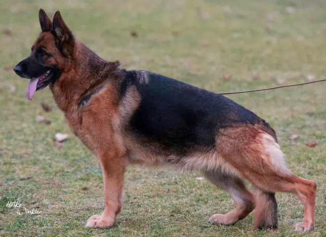 The Highly Awarded Quila vom Mittelwest of Mittelwest German Shepherds