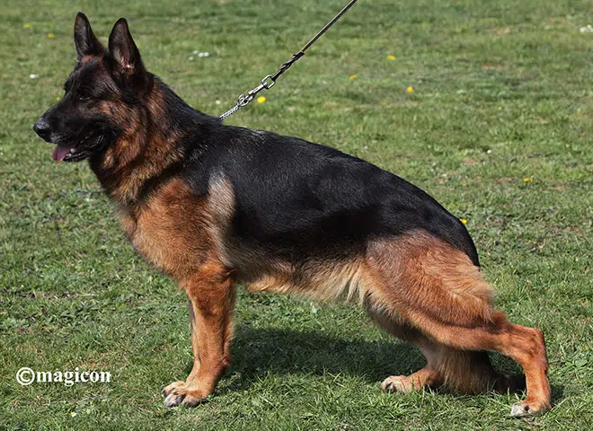 The Highly Awarded V Sansa vom Mittelwest of Mittelwest German Shepherds