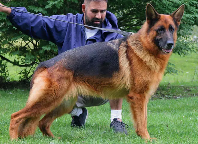 The Highly Awarded Sochi vom Mittelwest Of Mittelwest German Shepherds