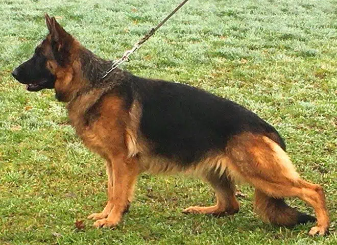 The Highly Awarded V Riz vom Mittelwest of Mittelwest German Shepherds